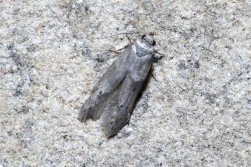 Blastobasis sp.
